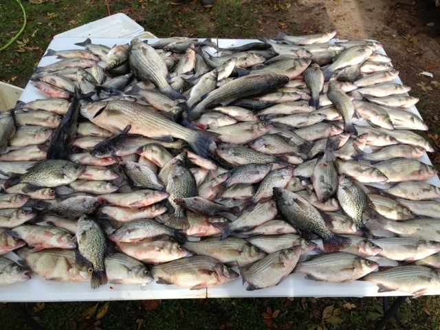 Now that's a bunch of FISH!!